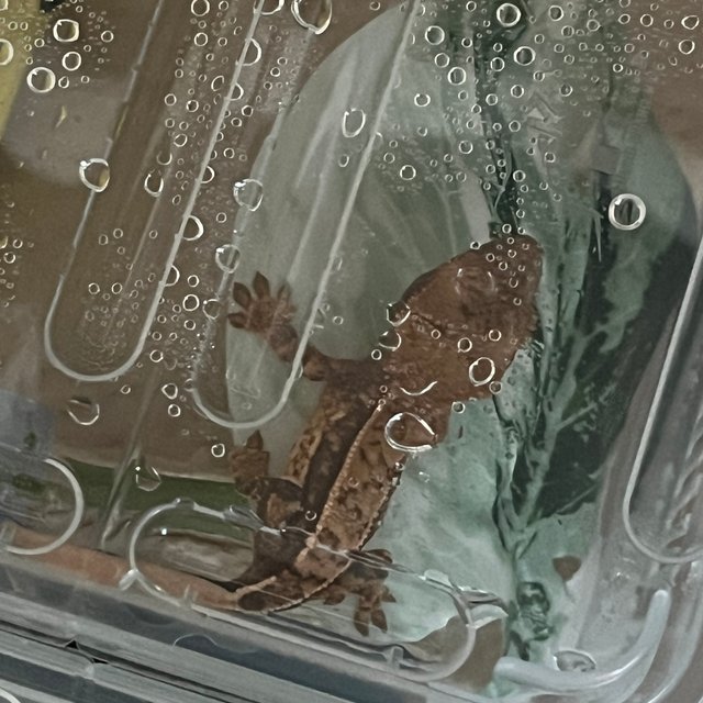 트라이 익스트림할리퀸