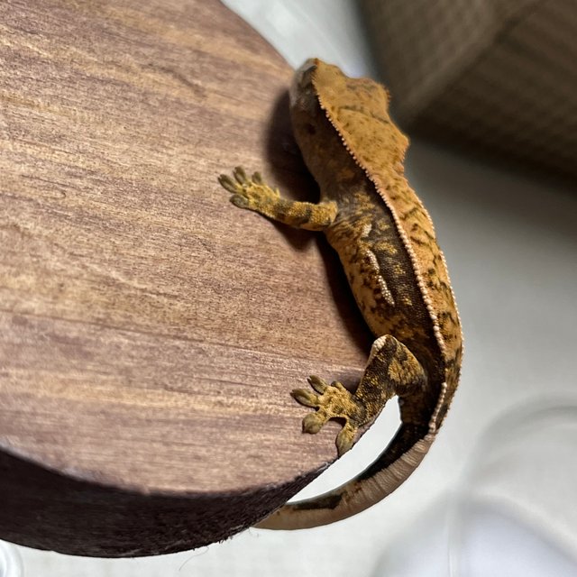 트라이 익스트림할리퀸