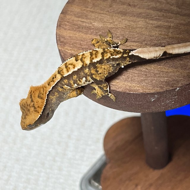 익스트림할리퀸 트라이