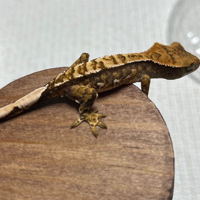 익스트림할리퀸 트라이