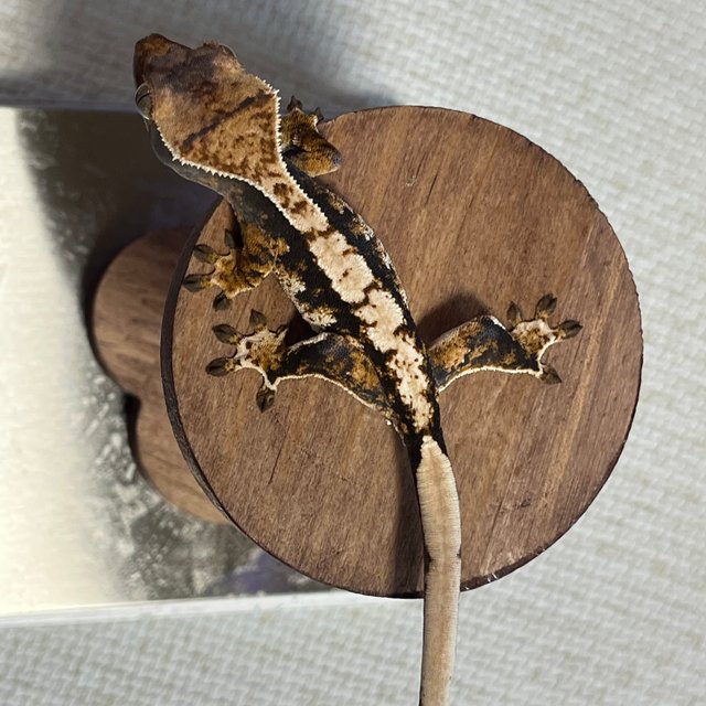 트라이 익스트림할리퀸