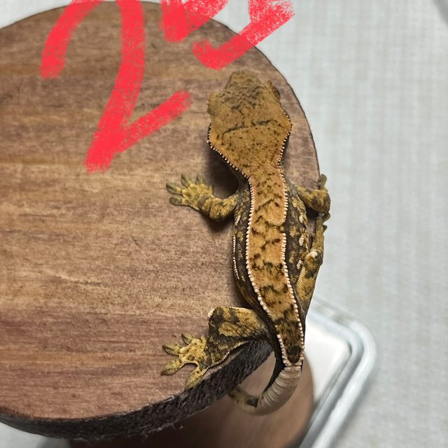 트라이 익스트림할리퀸