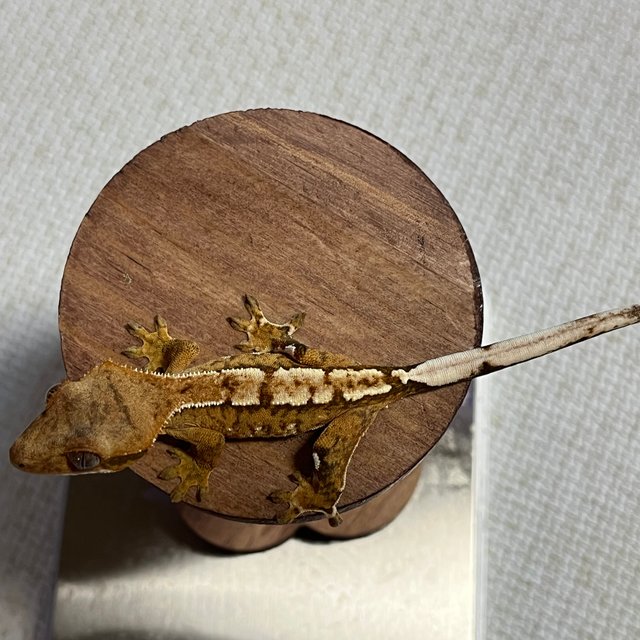 옐로우 크림시클