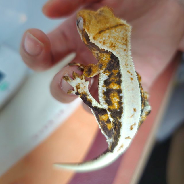 풀핀 트라이 릴리화이트