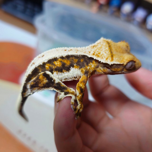 풀핀 트라이 릴리화이트