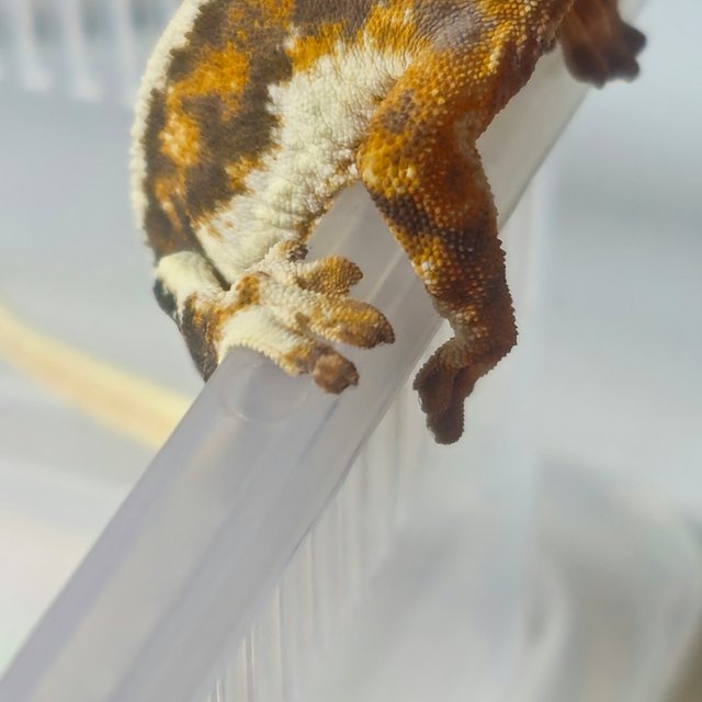 풀핀 트라이 릴리화이트