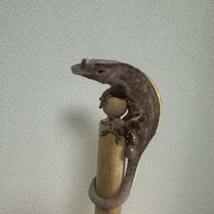 카푸치노 다크 풀핀