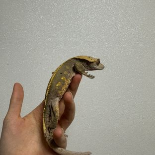 카푸치노 달마시안