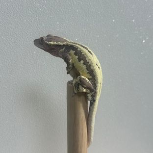 프라푸치노
