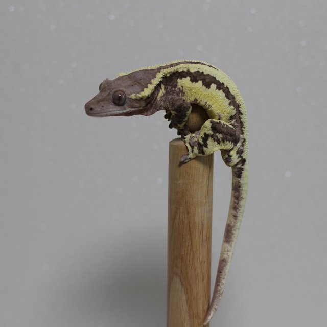 프라푸치노 풀핀 쿼드