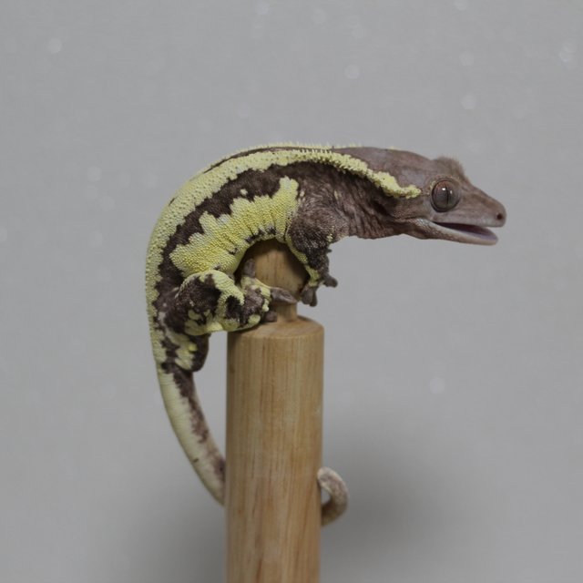 프라푸치노 풀핀 쿼드