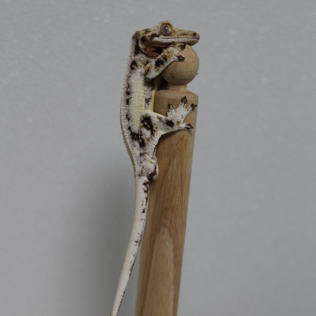 릴리화이트 솔리드백 풀핀 화이트