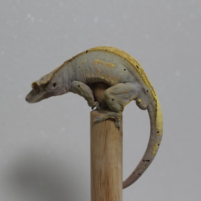 카푸치노 달마시안