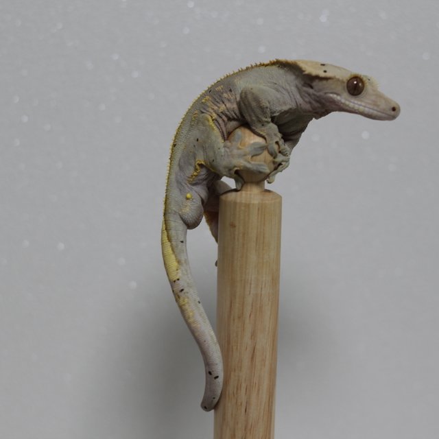 카푸치노 달마시안