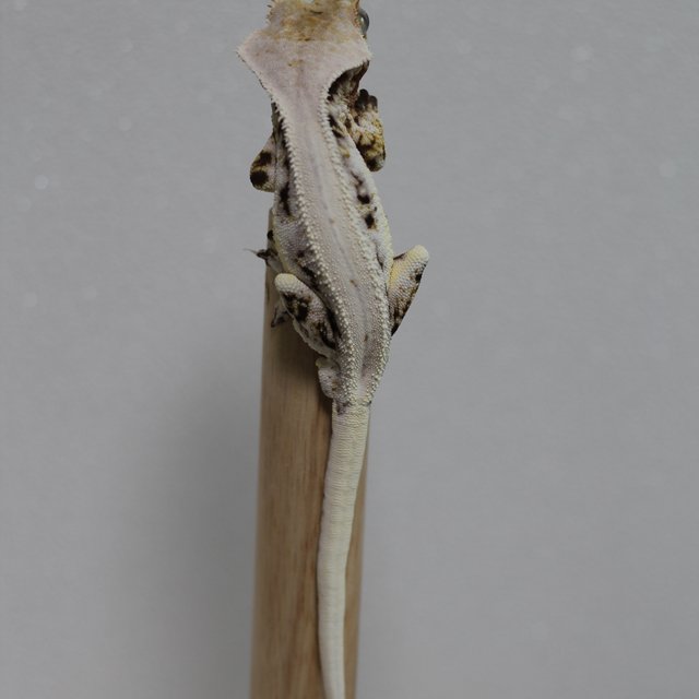 릴리화이트 솔리드백 풀핀 화이트