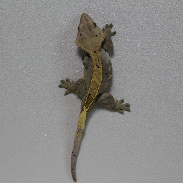 카푸치노 달마시안