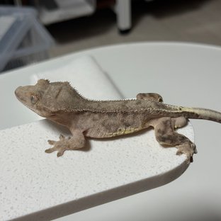 릴리100%헷아잔틱 팬텀