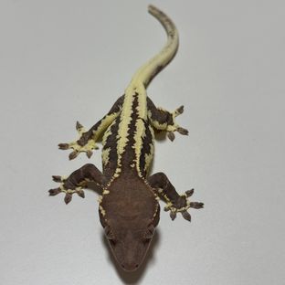 프라푸치노