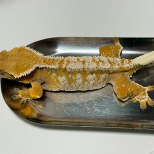 트라이 익스트림할리퀸 텐저린