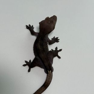 알티 챠콜 아잔틱