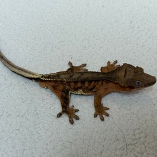 릴리100%헷아잔틱 팬텀