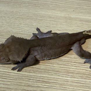 아잔틱 패턴리스