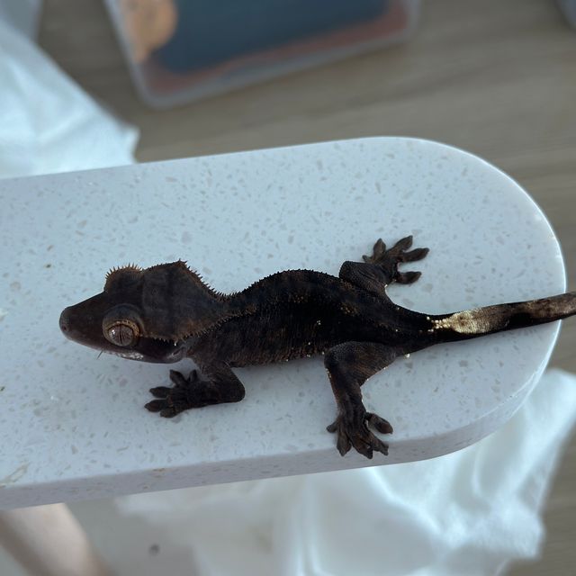벅스킨 다크
