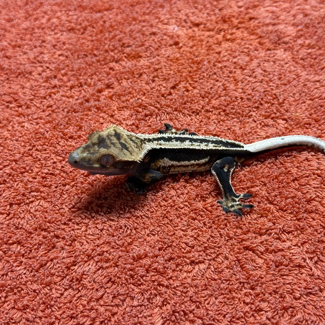 슈퍼스트라이프 엠티백 쿼드 풀핀