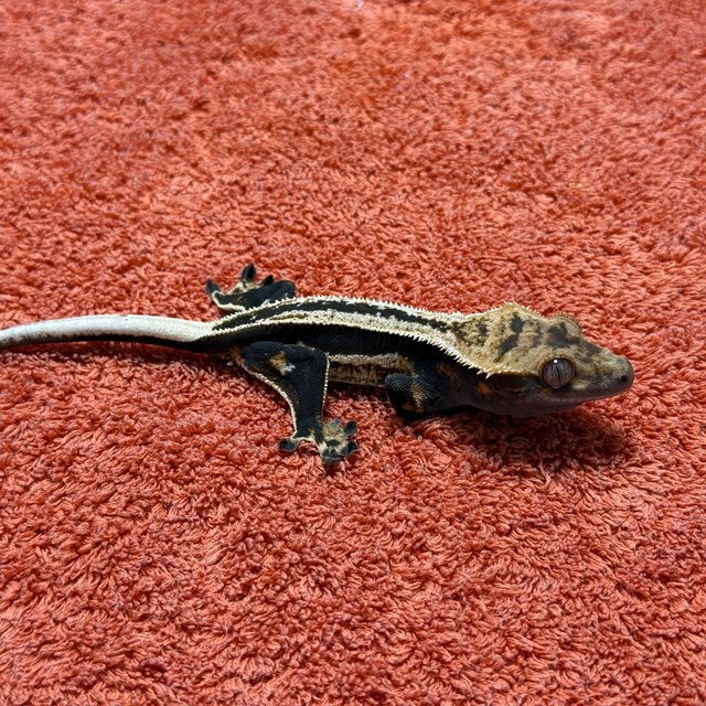 슈퍼스트라이프 엠티백 쿼드 풀핀