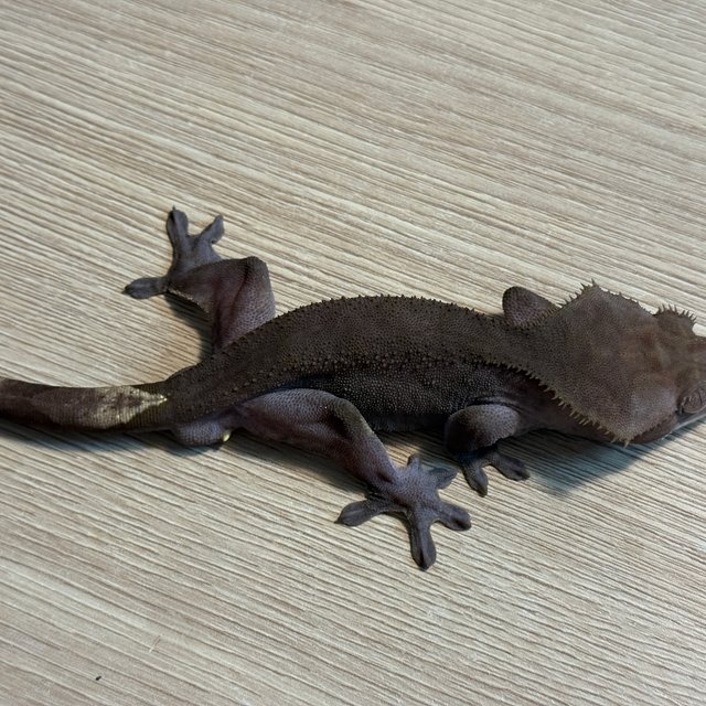 아잔틱 패턴리스