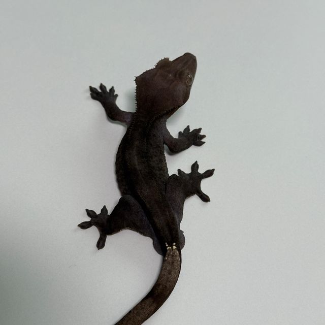 알티 챠콜 아잔틱
