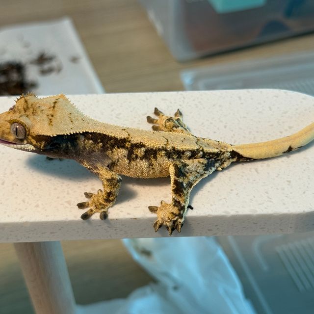 트라이 익스트림할리퀸