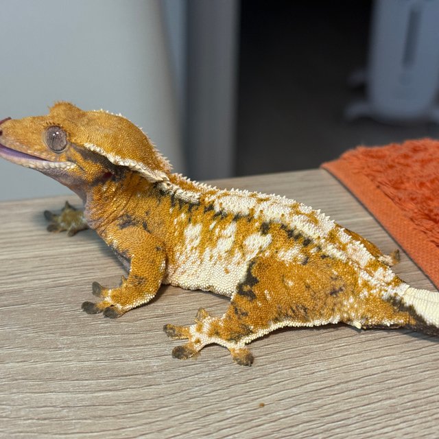 트라이 익스트림할리퀸 텐저린