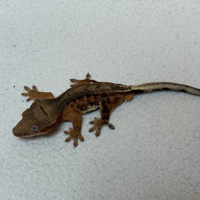 릴리100%헷아잔틱 팬텀