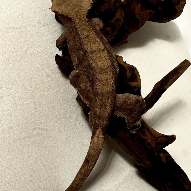 다크 챠콜 알티