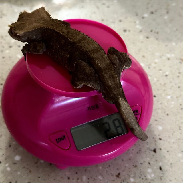 다크 챠콜 알티