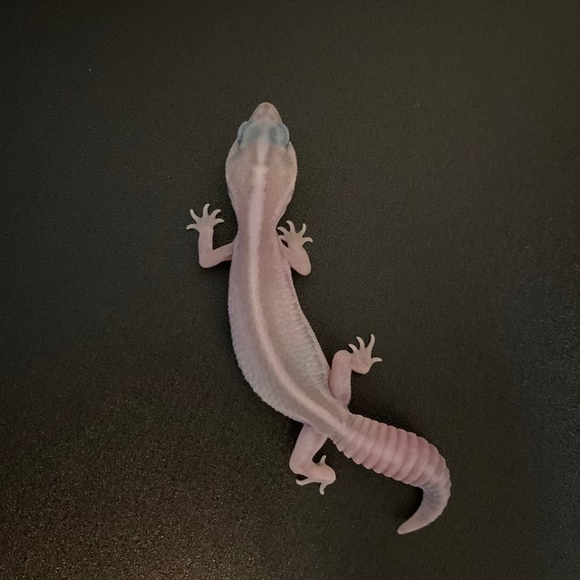 고스트 오레오 패턴리스