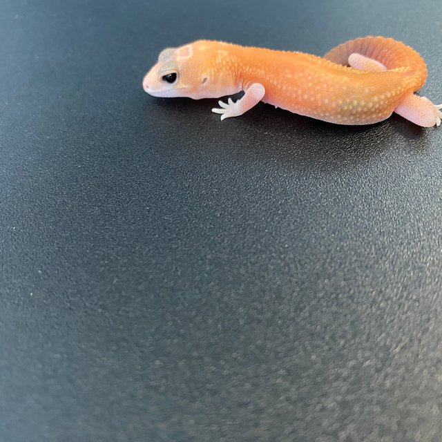 아멜라니스틱 패턴리스