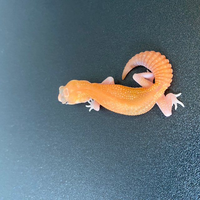 아멜라니스틱 패턴리스