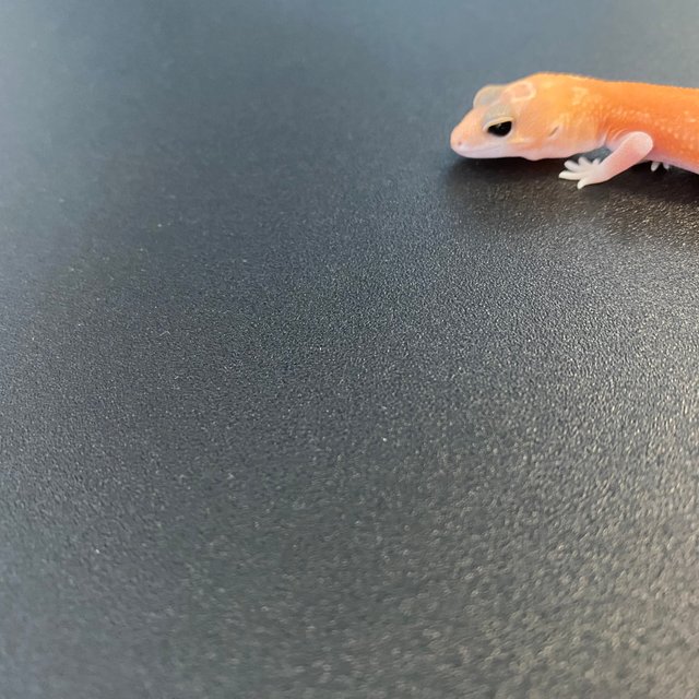 아멜라니스틱 패턴리스