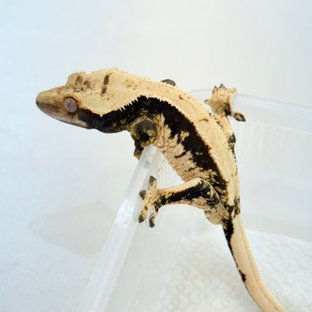 100%헷아잔틱