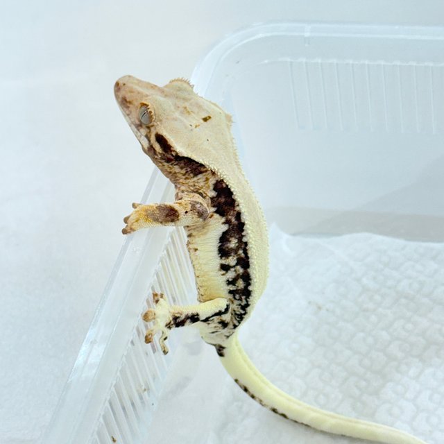 릴리100%헷아잔틱 100%헷아잔틱