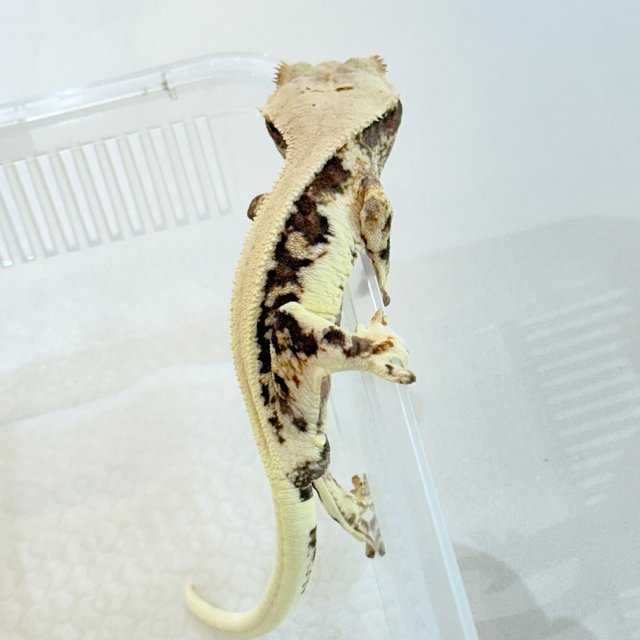 릴리100%헷아잔틱 100%헷아잔틱