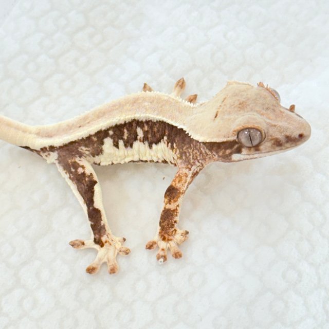 100%헷아잔틱 릴리100%헷아잔틱