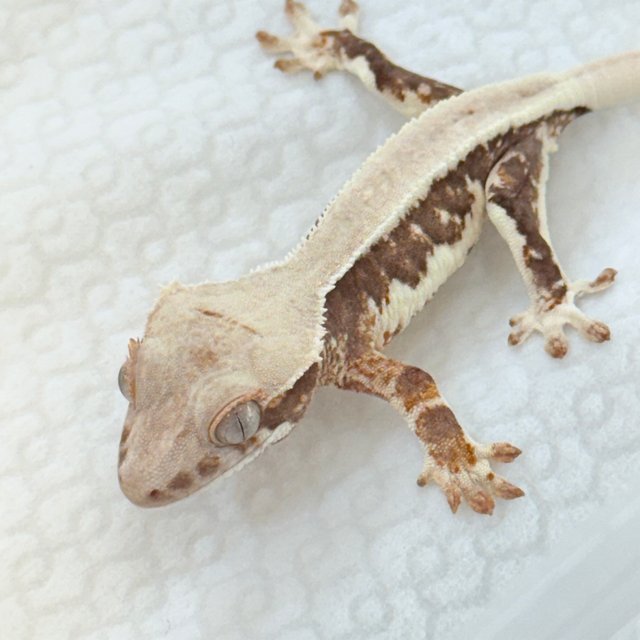 100%헷아잔틱 릴리100%헷아잔틱