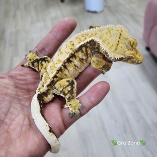 트라이