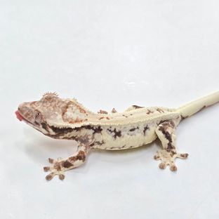 프라푸치노