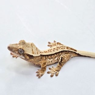 풀핀 트라이