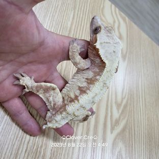 노멀 드리피 화이트스팟 레드