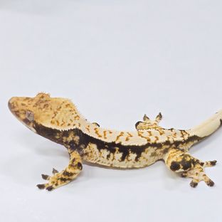 트라이
